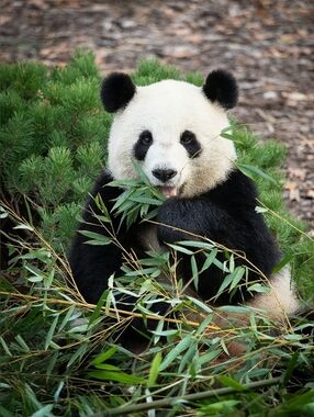 Large Custom Fridge Magnet Panda Bear Home Kitchen Decor